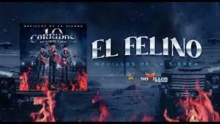 Novillos De La Sierra -  5. El Felino [Audio Oficial]