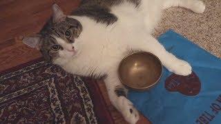 Boo Year 2 # 34 - A Cat Toothbrush, The Outlaw Music Festival, A Tibetan Singing Bowl - Cat Realitu