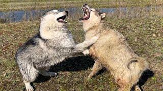 When This Happens It Sounds Bad! Alaskan Malamutes Fight!