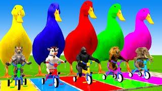 5 Giant Duck Cartoon,Cow,Elephant,Tiger,Lion,Dinosaur,Paint Wild Animals Crossing Fountain Animation