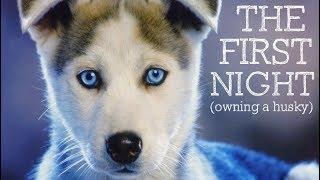 The First Night Owning A Husky Puppy...