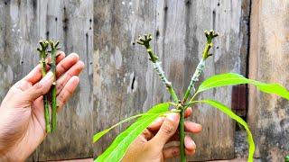 2 Different mango varieties Grafting on one plant | how to graft mango tree | #mangografting