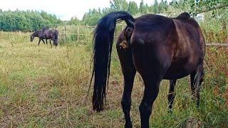 Horse Poop and Horses in Village