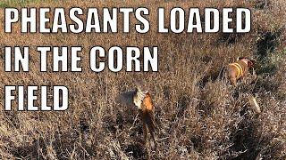 PHEASANTS LOADED IN THE CORN FIELDS || CATCH & COOK