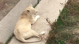 Красавица Джуна! Тайган. Juna the White Lioness