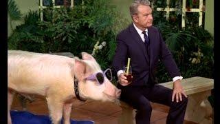 Arnold Ziffel Saves Horse's Bacon from Vietnam Draft - Green Acres - 1968