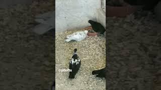 portuguese tumblers #viral #pigeon #baby