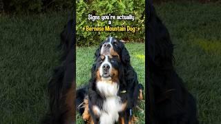 Signs You’re Actually a Bernese Mountain Dog 