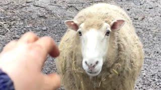 Sheep tastes freedom after 9 years. Guess her reaction.