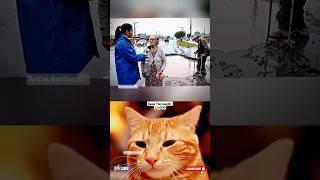 day-78 aura cat funny  #cat #meme #dance #trending