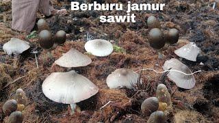 berburu jamur sawit ll masak dan makan bersama di perkebunan