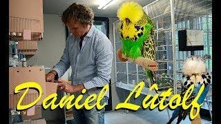 DANIEL LUTOLF CHAPTER 0/4 DOCUMENTARY "the Swiss Budgie Maestro & his flying heroes"