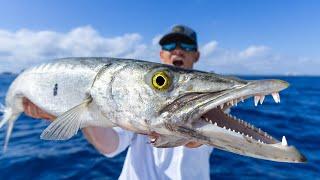 The TRUTH about this TOXIC Fish…Catch Clean Cook (Barracuda)