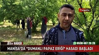 Manisa'da ‘’Dumanlı Papaz Eriği’’ hasadı başladı