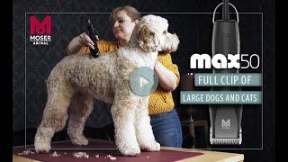 MOSER Max 50 - How to do a full clip on a large dog | MOSER Animal