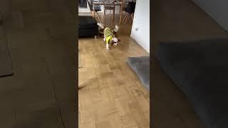You Won’t Believe What My Dog Did to Her Puppy in This Hilarious Video!️