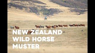 The 2021 New Zealand Wild Horse Muster