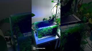 #aquascape #aquahobby #aquascaping #moss