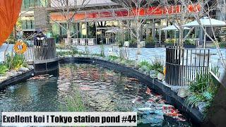 Excellent Koi Fish! Tokyo station Koi pond.(Tokyo, Tokiwabashi )東京駅の鯉の池(東京 常盤橋 )