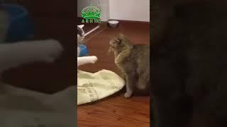 Cute Cat #short #cutcat #cats #cutecats #video #arh
