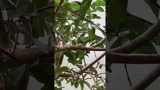 Green Parrot  Eating Guava  from Tree  #parrot #greenparrot  #guava #shorts