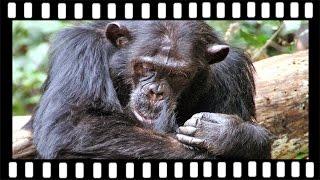 Jane Goodall's wild chimpanzees, Gombe Stream National Park, Tanzania ..... with Robert Annis