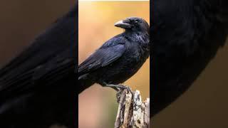 #relaxingflutemusic #nature Rudra Gaming #birds