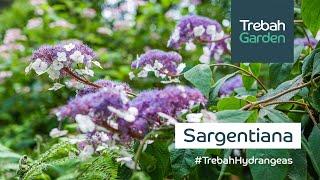 Hydrangea aspera subsp. sargentiana | #TrebahHydrangeas