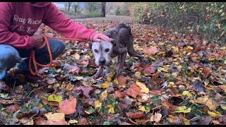 We carried him for a mile... - Stray Rescue of St.Louis