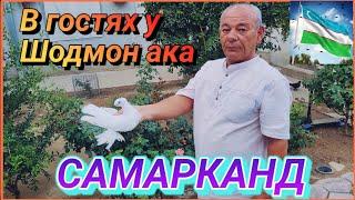 Игровые голуби! В гостях у Шодмон ака.#Обзор голубятни.Двухчубые голуби с игрой.Узбекистан Самарканд