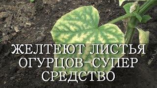 ЖЕЛТЕЮТ ЛИСТЬЯ ОГУРЦОВ - СУПЕР СРЕДСТВО ЙОД И МОЛОКО