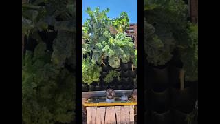 Desert Gardening: Hydroponics in Extreme Heat!