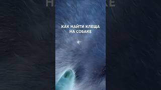 Спрей от клещей на каждый день 219503886 #собаки #клещи #сезонклещей #лабрадор #лабрик #собака