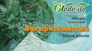 Вяз приземистый I Ulmus pumila