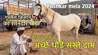 Chhote Kisano ke ache ghode saste daam | pushkar mela 2024 | live horse deal