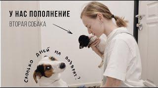 38. У НАС ПОПОЛНЕНИЕ! Решились на вторую собаку | Karolina K