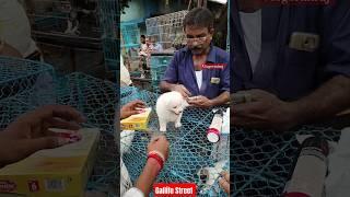 Dog Pat Market Kolkata /lowest price puppy dog/Gallif Street dogs