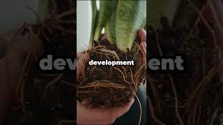 Are Your Plants Missing This Key Nutrient? #shorts