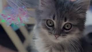 Masha the Siberian Baby Cat