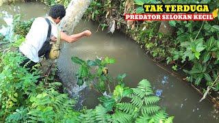 SIDAT PENGHUNI SUNGAI SALURAN IRIGASI SAWAH TERTANGKAP..