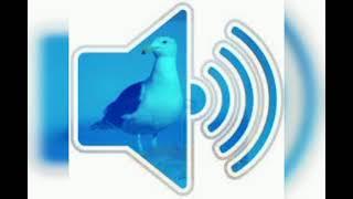 gulls sound  | sound effects and gaming fx and gfx sounds 