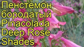 Пенстемон бородатый Пинаколада Дип Роуз Шейдс. Краткий обзор, описание Pinacolada Deep Rose Shades