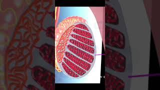 Anatomy of Male Reproductive Organ (3D Animation)