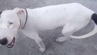 The heaviest and muscular dog breed in the world #pitbull #dangerousbreed #videos