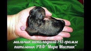 #ЧИХУА НАС УЖЕ 3 !!! СКОЛЬКО ЕЩЕ РОДИТСЯ ЩЕНКОВ ????#ПИТОМНИКРКФМАРИМИСТИК#купитьчихуапродающенка