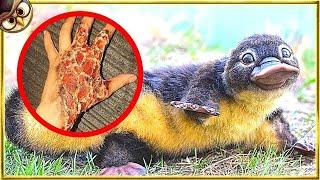 50 Animals You Should Never Touch