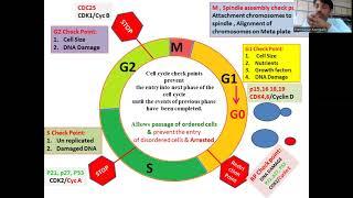 Cell Cycle Check points: