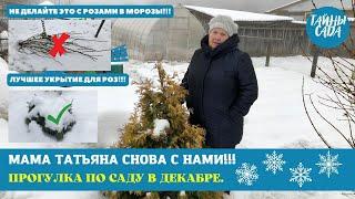 ОСТОРОЖНО!!! НЕ ДЕЛАЙТЕ ЭТО С РОЗАМИ В МОРОЗЫ. ЛУЧШЕЕ УКРЫТИЕ ДЛЯ РОЗ. ПРОГУЛКА ПО САДУ В ДЕКАБРЕ.