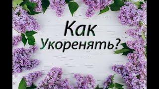 Как укоренять листовые черенки фиалок?