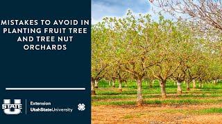 Mistakes to Avoid in Planting Fruit Tree and Tree Nut Orchards